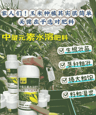 玉米种植需要使用尿素吗