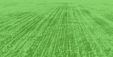 金塔东坝镇玉米种植面积