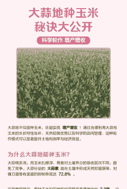 蒜地玉米种植多少棵好呢