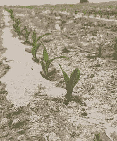 盐碱地种玉米种植方法