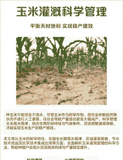 玉米种植期间能不能浇水