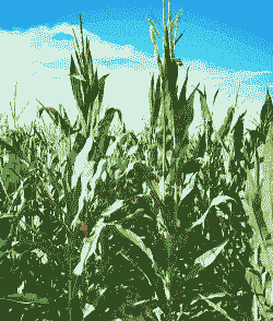 红轴玉米种植基地在哪里