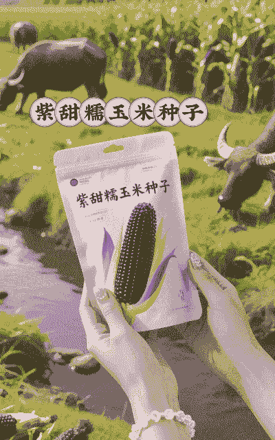 紫颜色玉米种子怎么种植