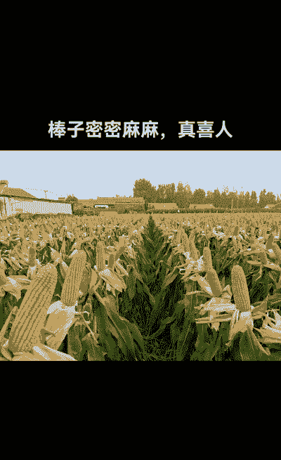 适应滑县种植的玉米种子