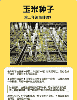 玉米种子可以随便种植吗
