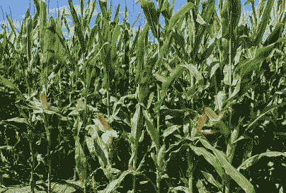 玉米种植量最多的地方是