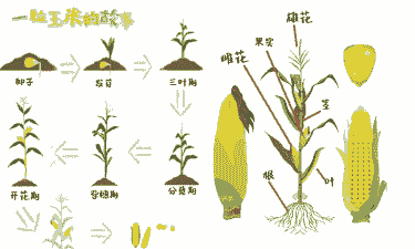 甜玉米种植的全过程