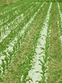 玉米种植土壤多厚好种