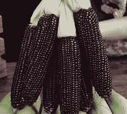 广西黑甜糯玉米种植时间