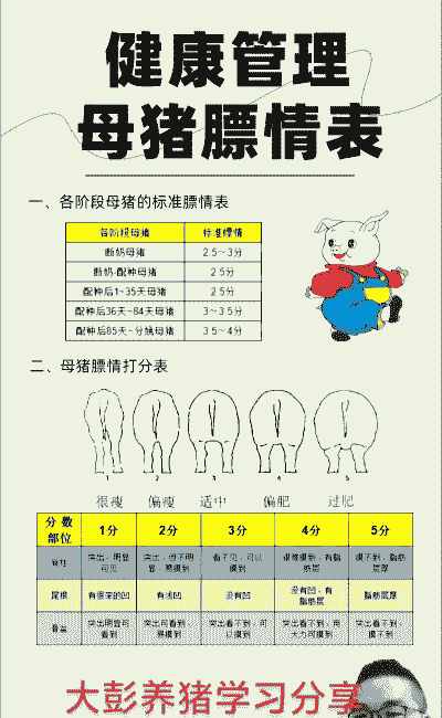 产后母猪投喂量