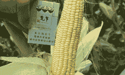 成都水果玉米种植时间表