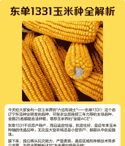 东部玉米种植大户名单表