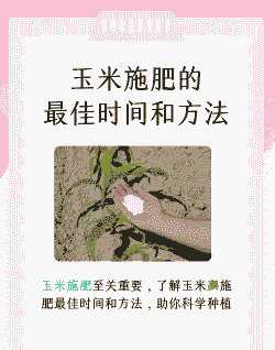 玉米种植前需要施基肥吗