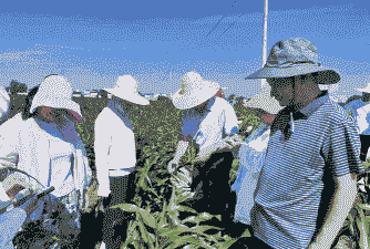 叶县玉米种植大户是谁啊