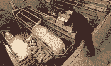 母猪助产后需要清宫吗