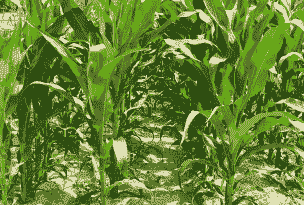 东平玉米种植地点在哪里