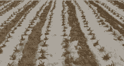 玉米种植后怎么起垄呢