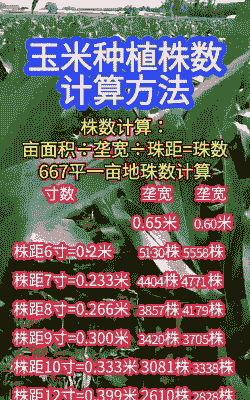 玉米种植棵数计算方法