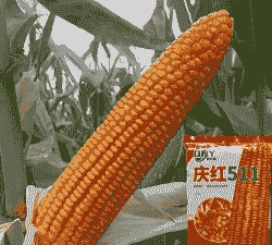 广西适合种植的玉米种子