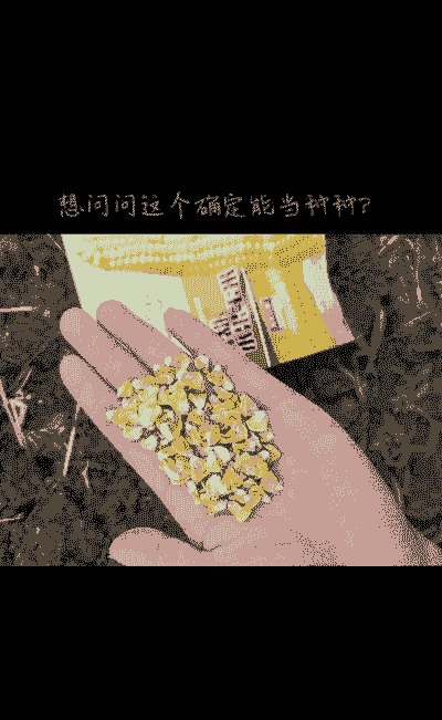 玉米种子要晒干种植吗