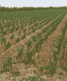 玉米种植挖多深最好呢