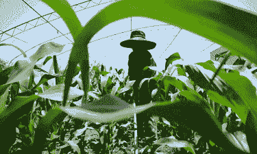 即墨区玉米种植基地在哪里