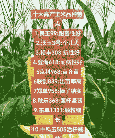 十大品种玉米种植
