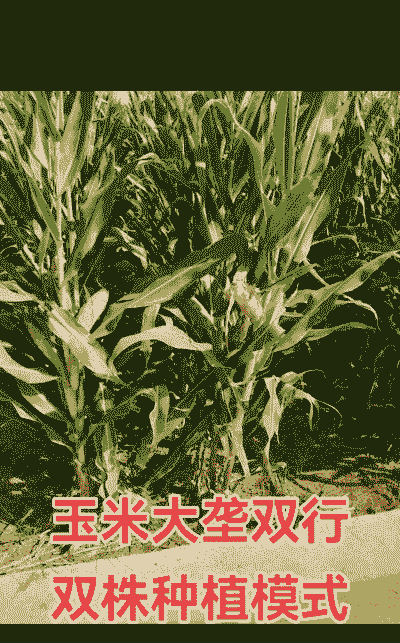 玉米种植多远一颗最好