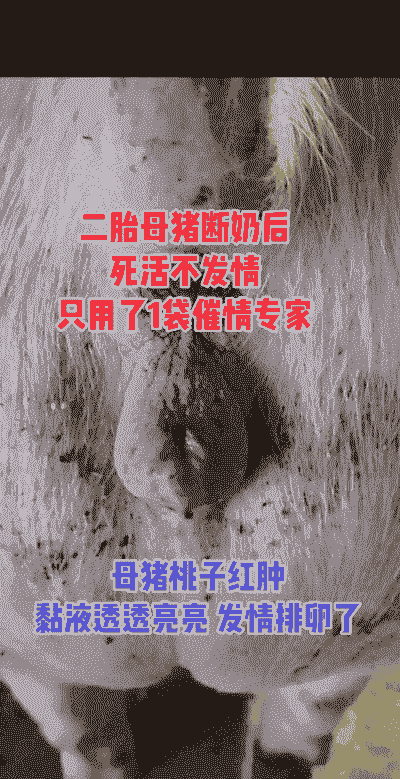 母猪产后寒战什么原因