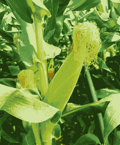 糯玉米种植哪种好吃些呢