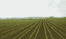 横州市甜玉米种植面积