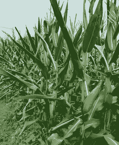 梅州玉米种植地点在哪里