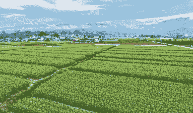 大理永平县玉米种植面积