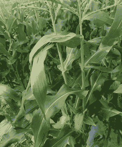 陕西牛奶玉米种植基地有哪些