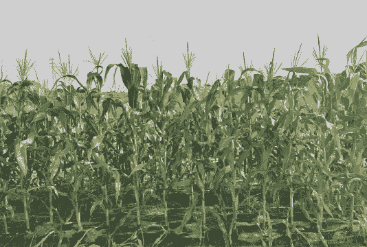 湛江玉米种植地点在哪里