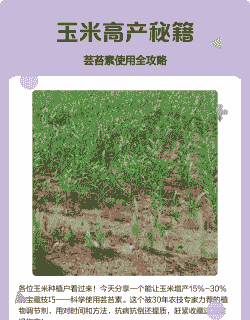 芸苔素在玉米种植应用
