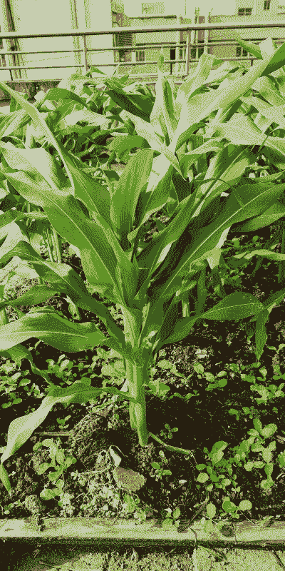 玉米种子河南能种植吗