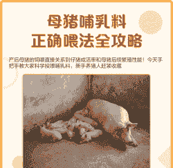 母猪生产前产后怎么喂奶