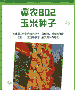 唐山哪里种植玉米种子好