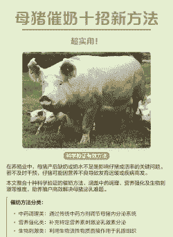 母猪产后发烧怎么下奶快