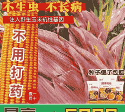 适合湖南种植的玉米种子