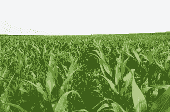 糯玉米种植地点在哪里