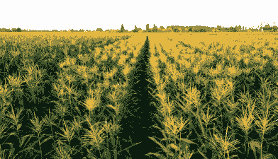 兴隆水果玉米种植基地在哪里