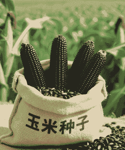黑珍珠甜糯玉米种植方法