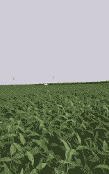 勃利县本地玉米种植面积