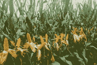 河北夏玉米种植量多少亩