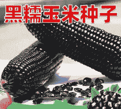 黑色玉米种子的种植过程