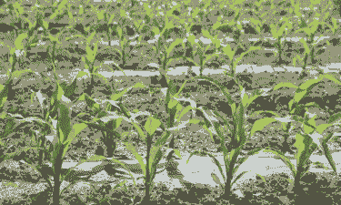 山西大同农村玉米种植面积