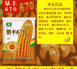 适合高海拔种植玉米种子