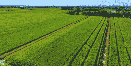 镇赉玉米种植区域在哪儿